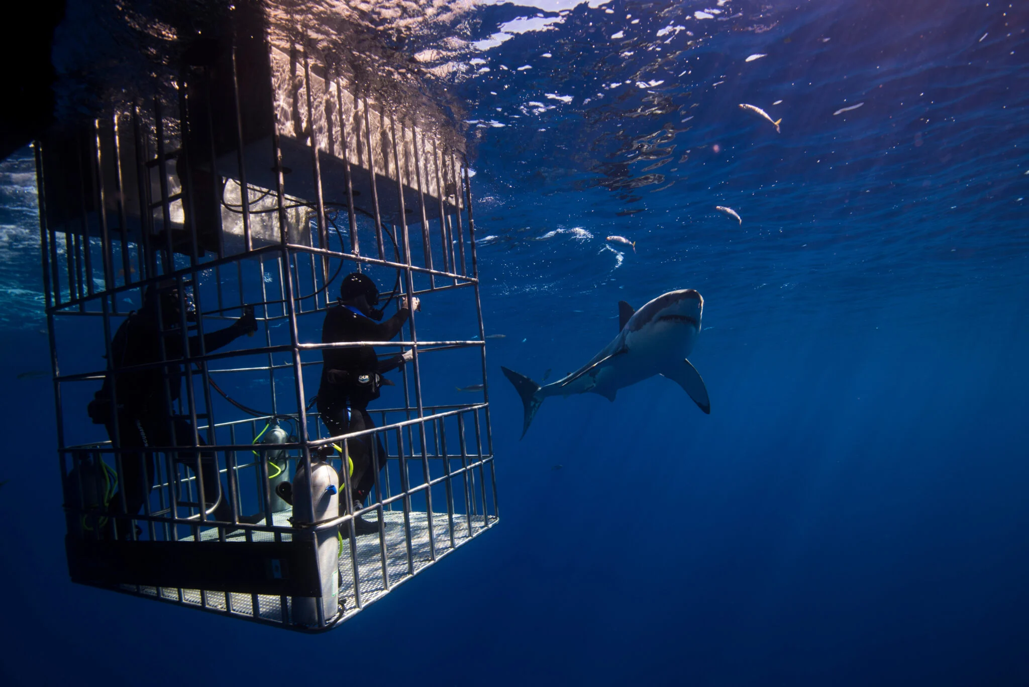 Cage Diving
