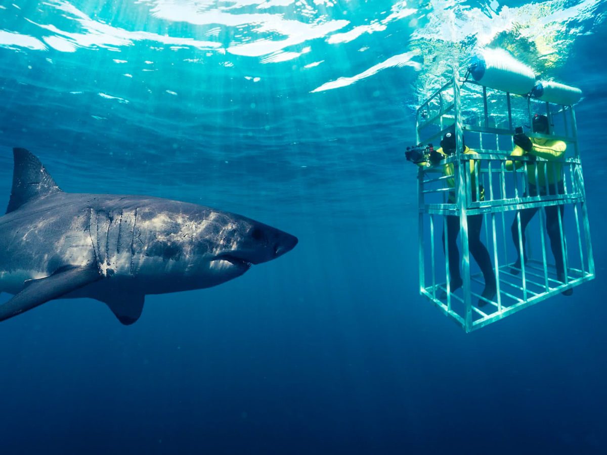 Shark Cage Deck