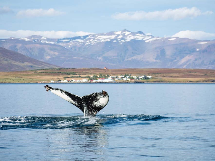 Fjord Wildlife Search