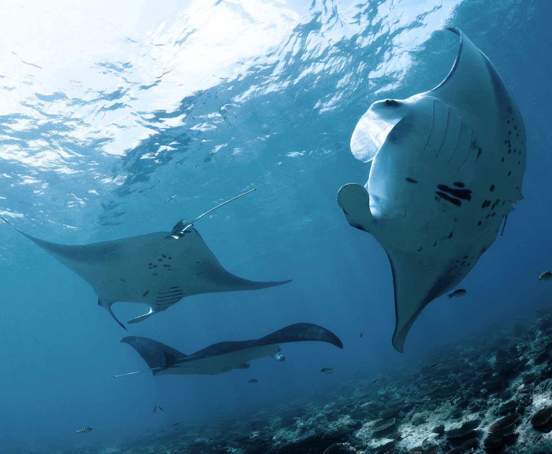 Snorkeling Day Trip Labuan Bajo