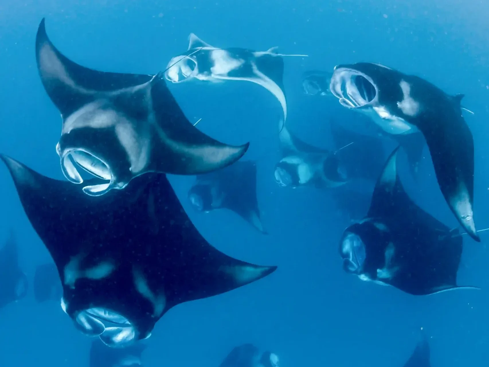 Manta Point Waters