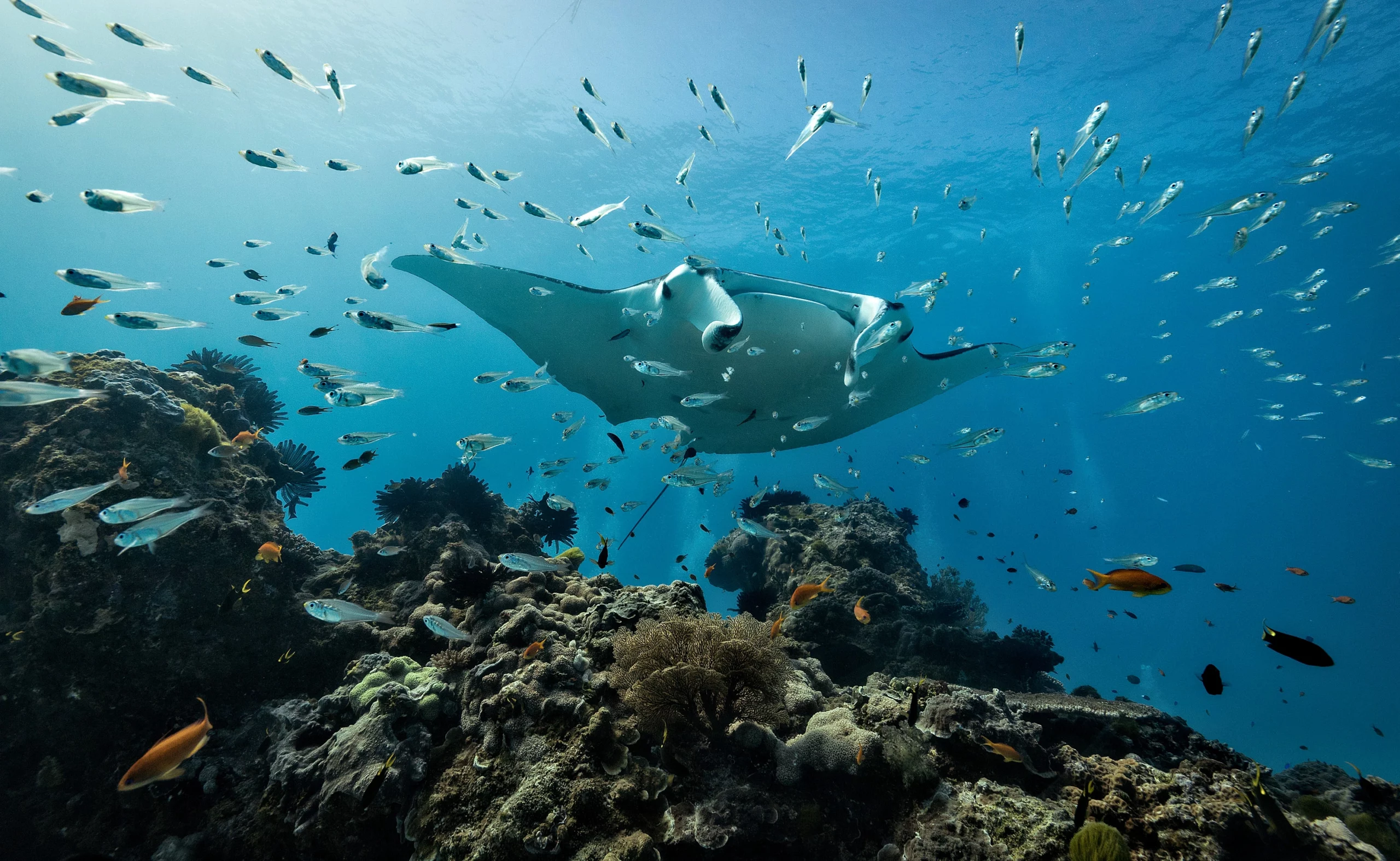 Manta Point
