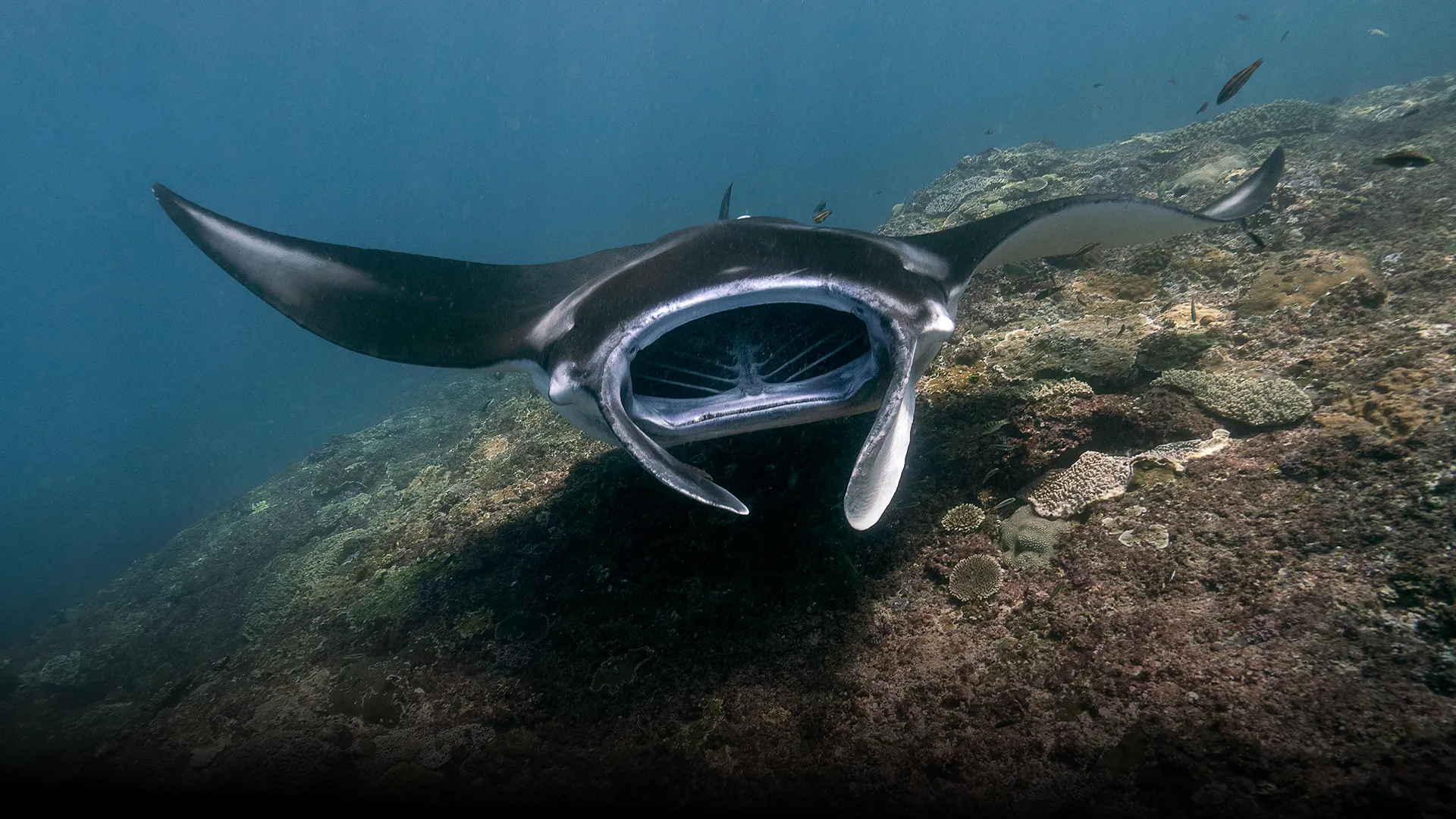 Manta Point