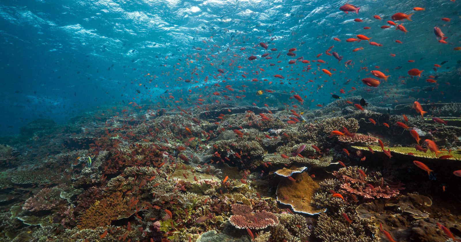 Coral Garden Edge