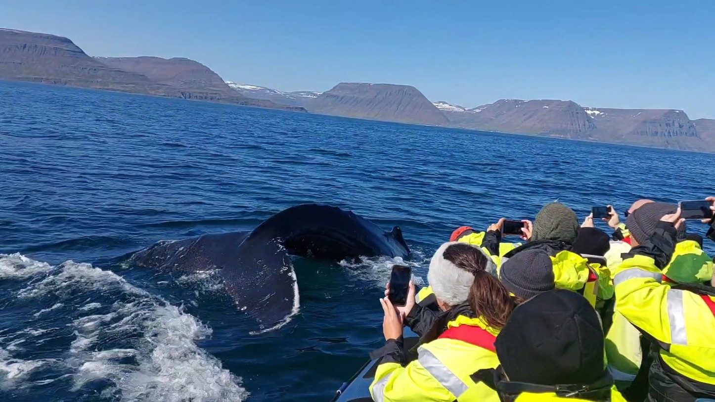 Akureyri Whale Watching Rib Boat