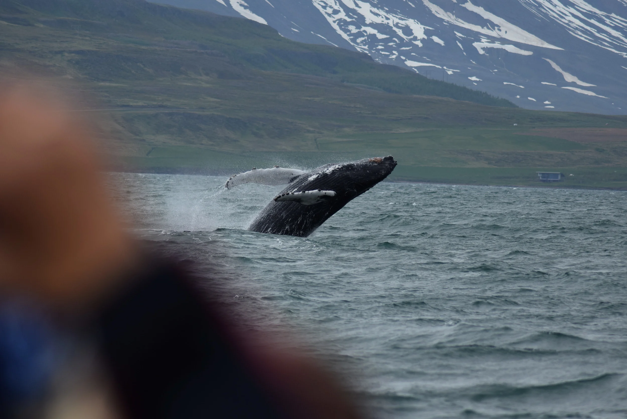 Eyjafjörður Feeding Grounds