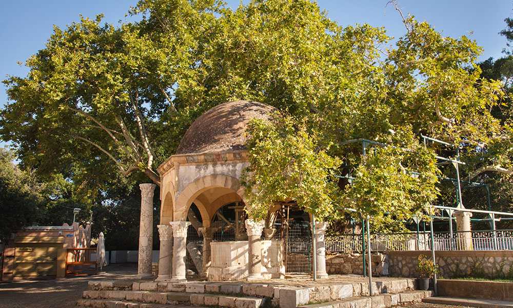Plane Tree of Hippocrates