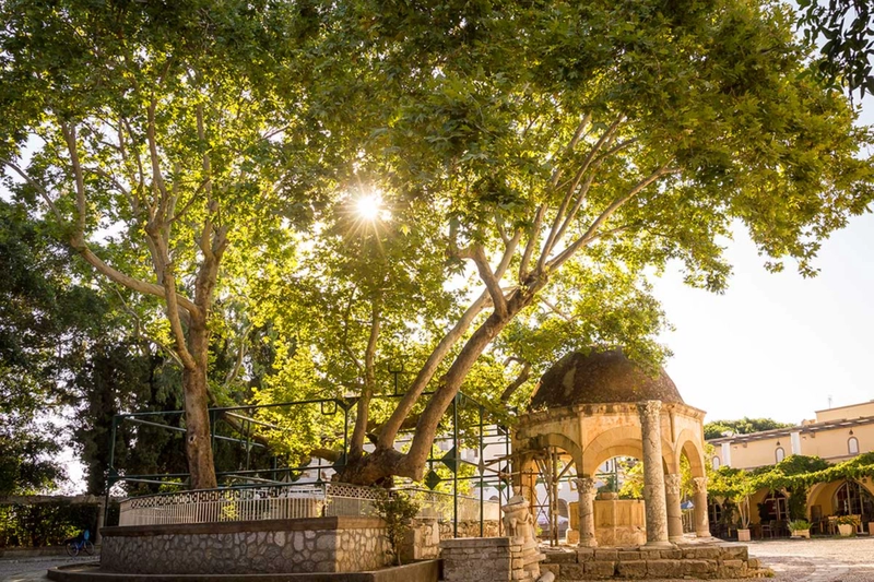 Hippocrates Tree