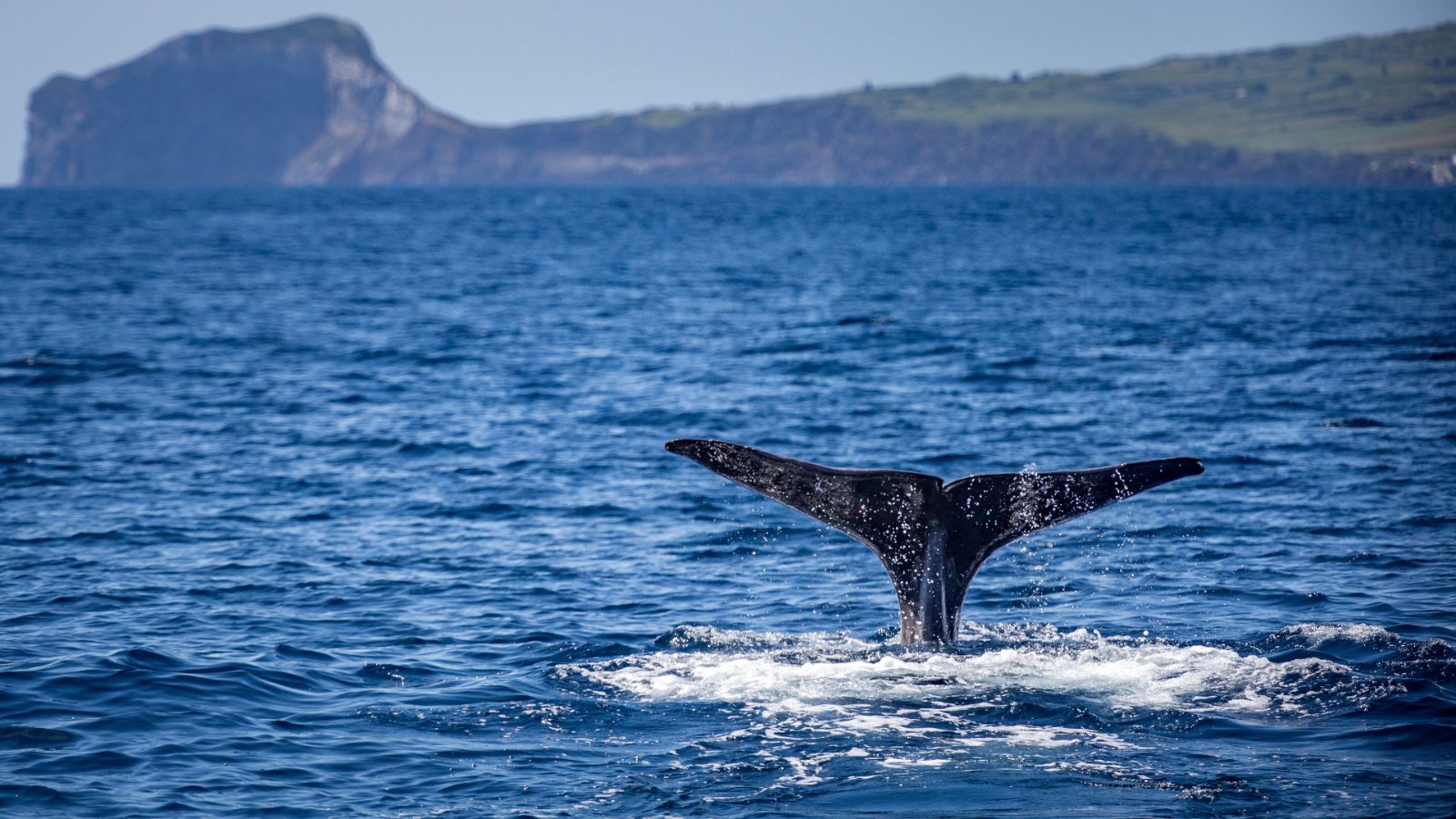 Andenes Whale Watching Tour