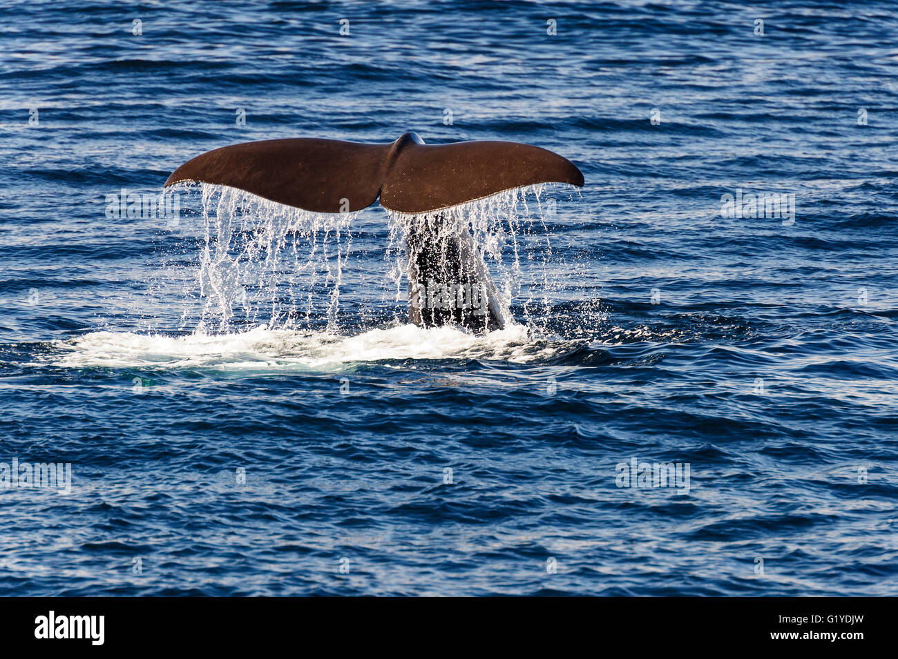 Ocean Voyage and Spotting
