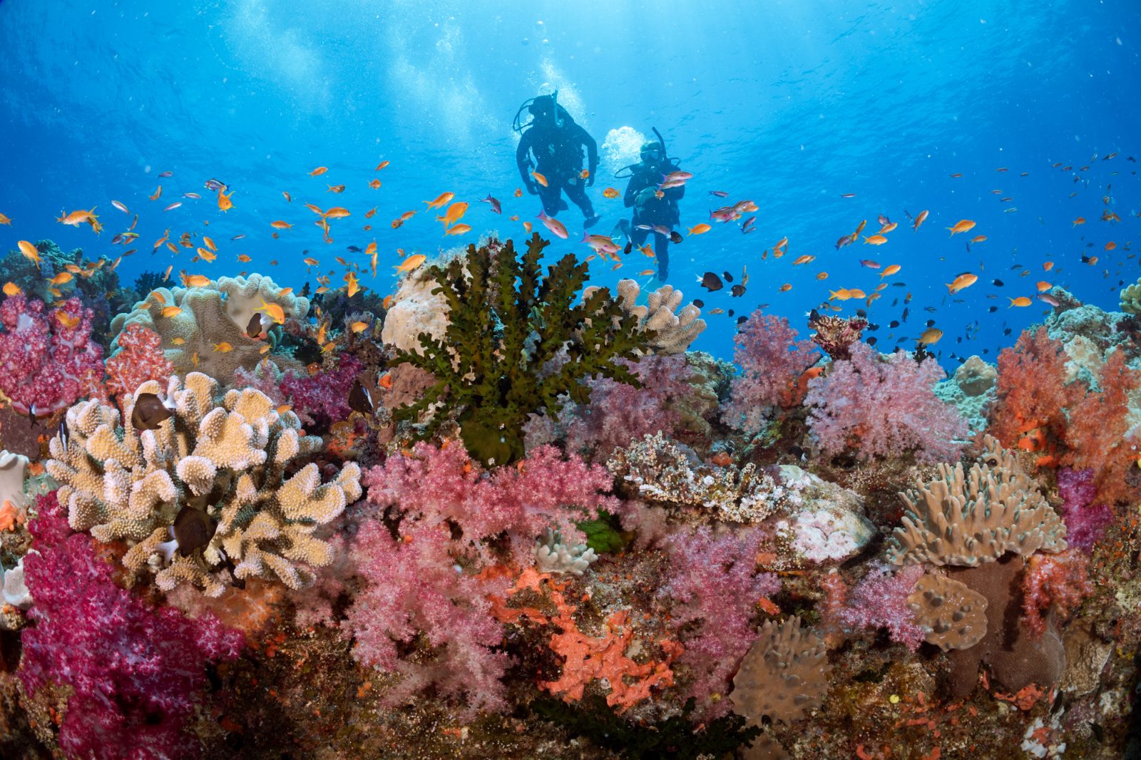 Coral Reef Drop-off