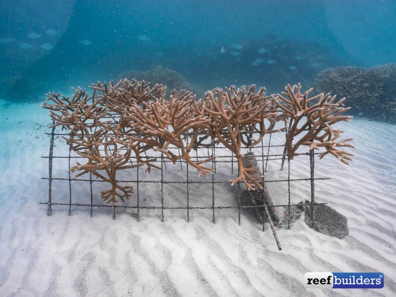 Coral Gardens