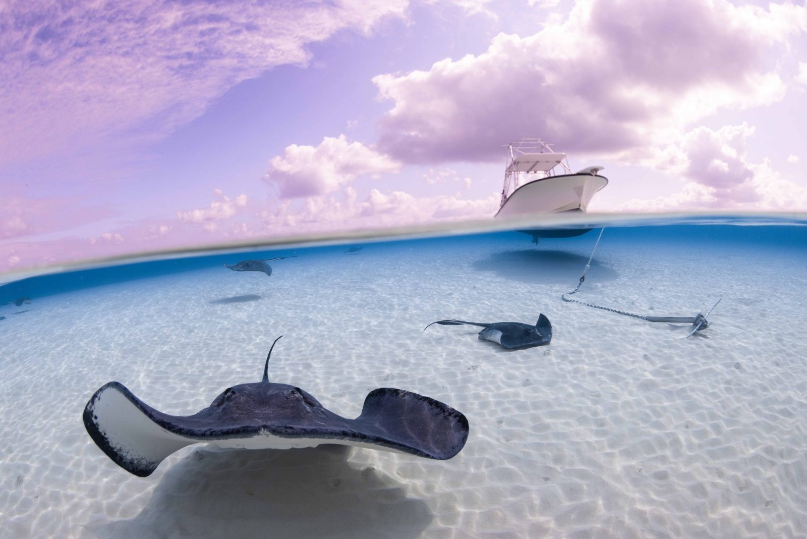 Stingray City