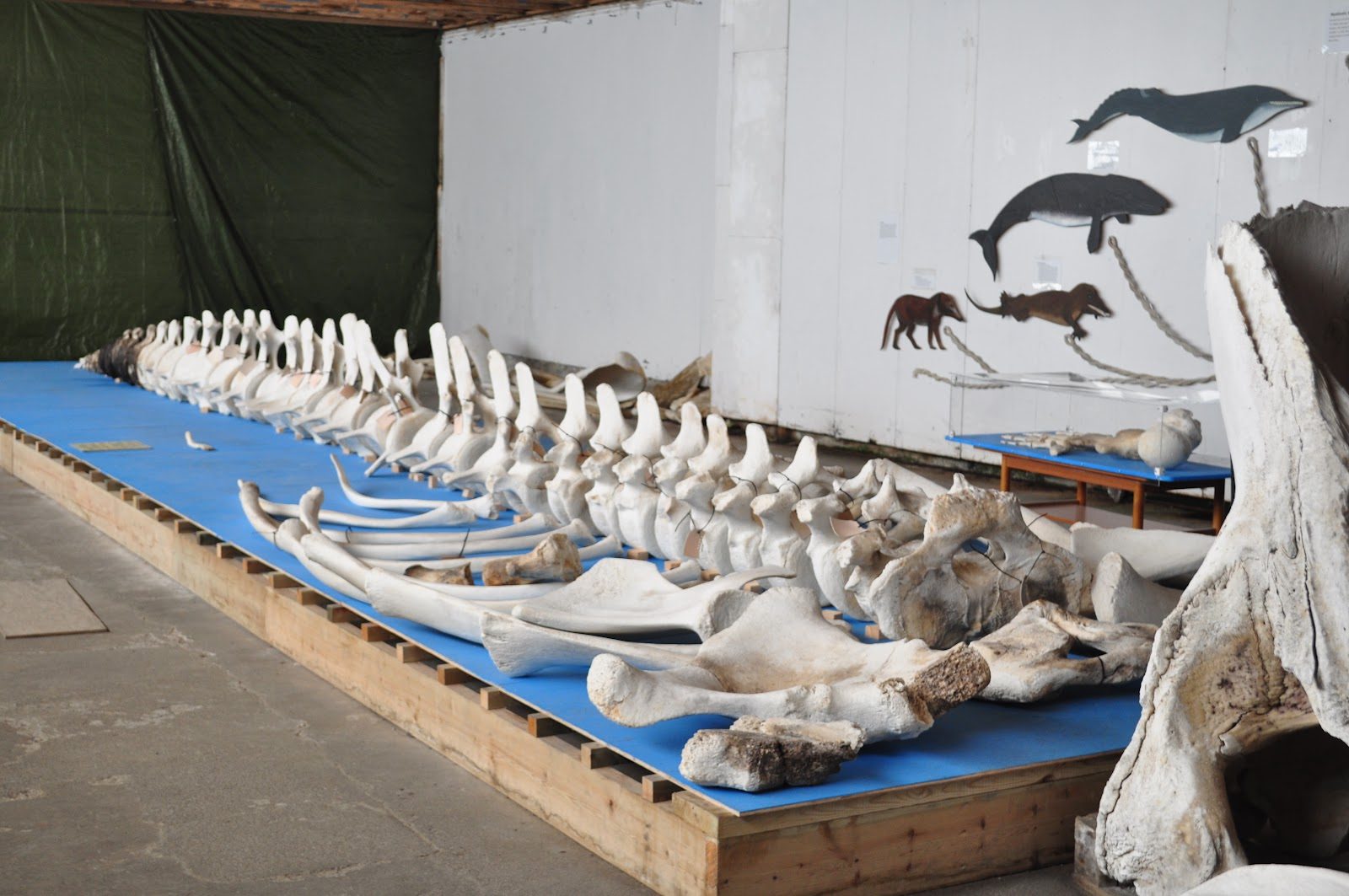 The Skeleton Room