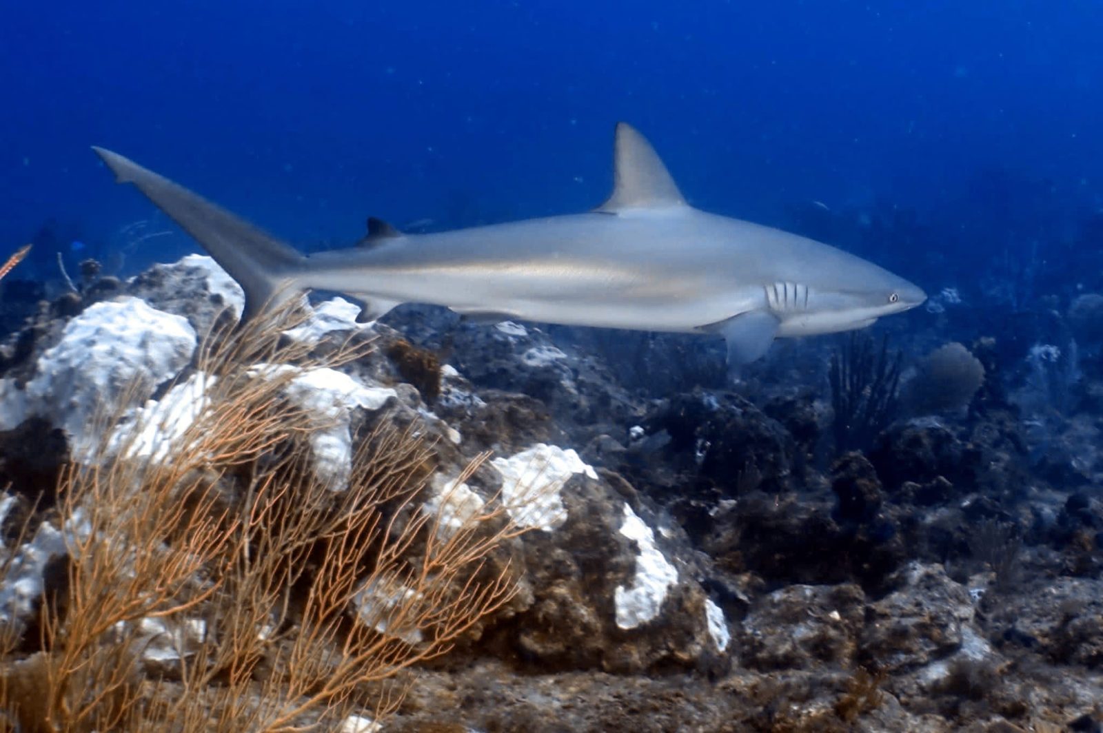 Shark Point
