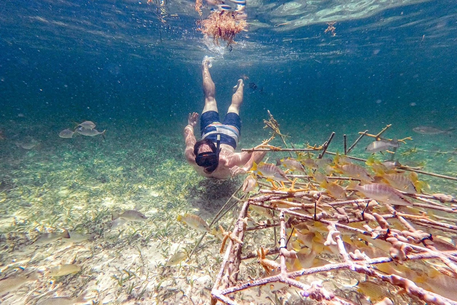 The Coral Nursery