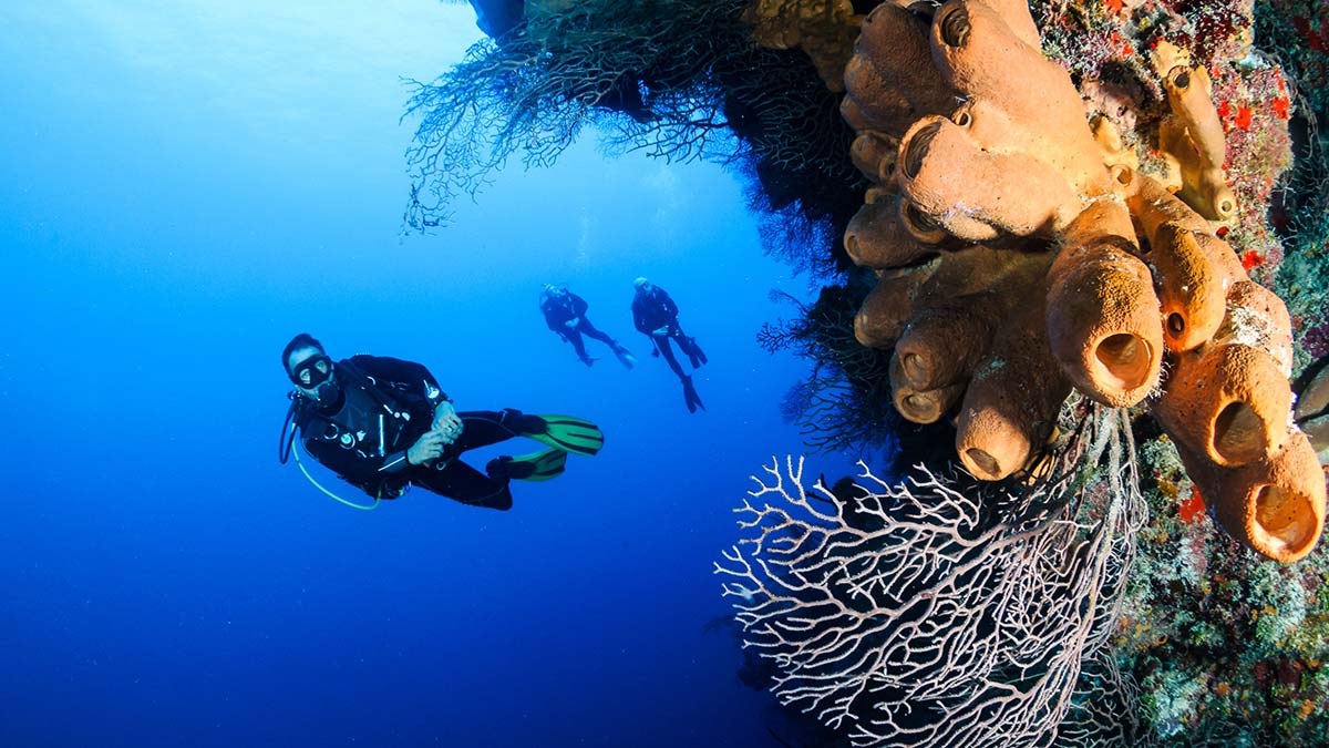 Bávaro Reef Wall