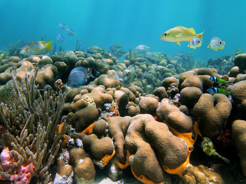 Tropical Marine Garden