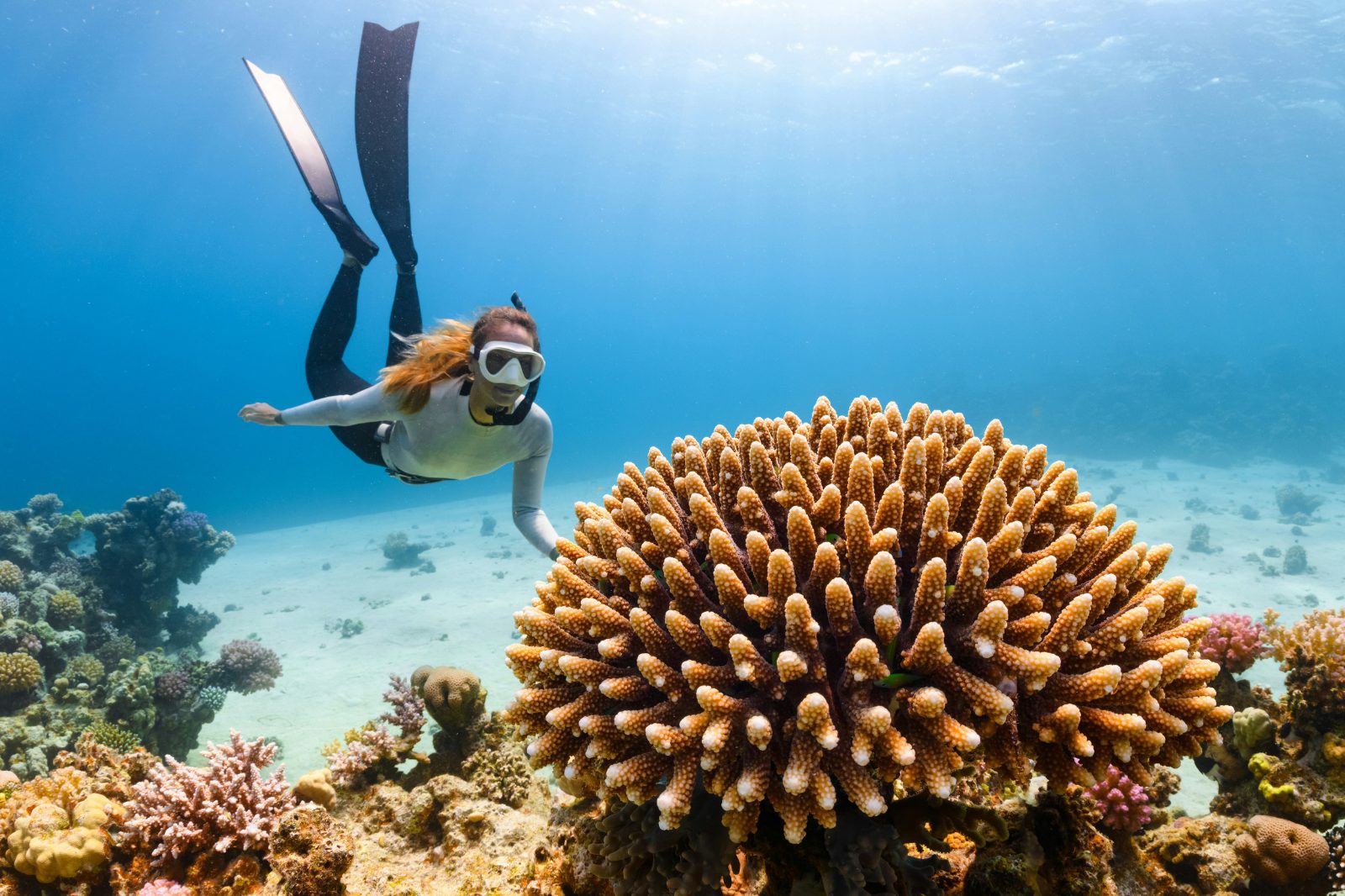 Coral Nursery
