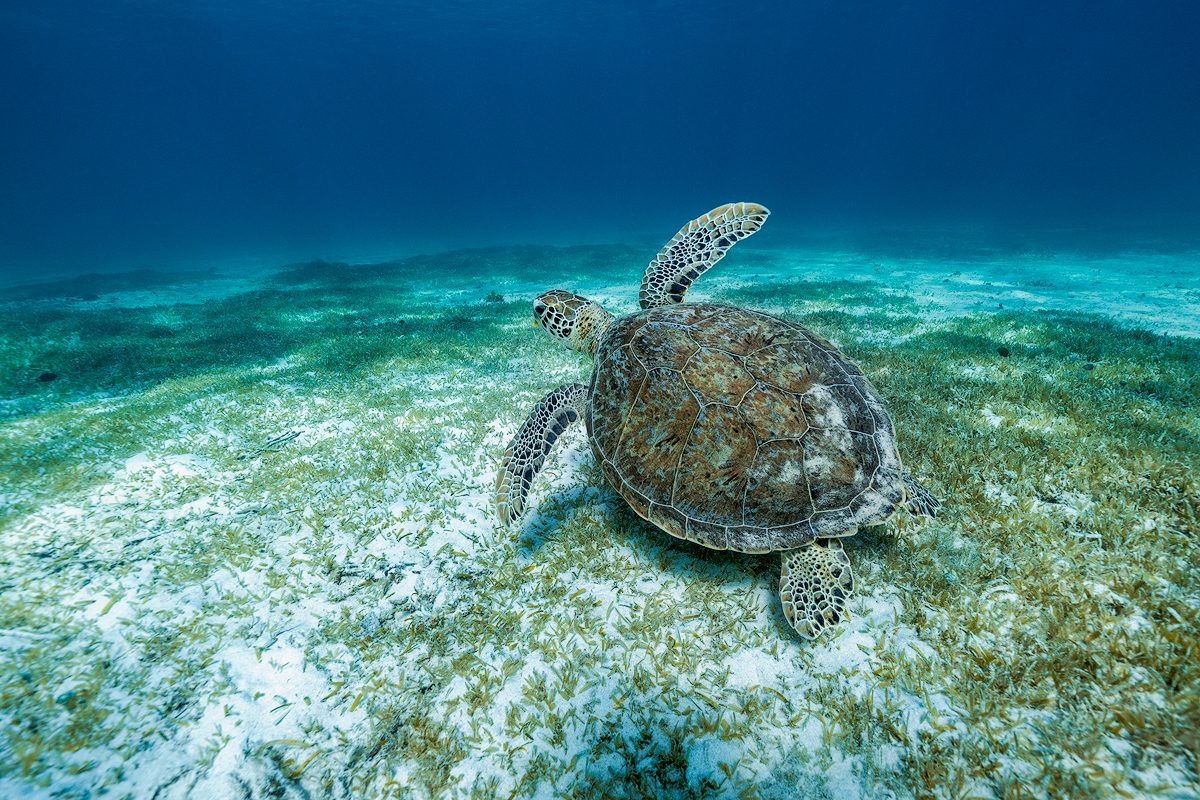 Buck Island National Wildlife Refuge