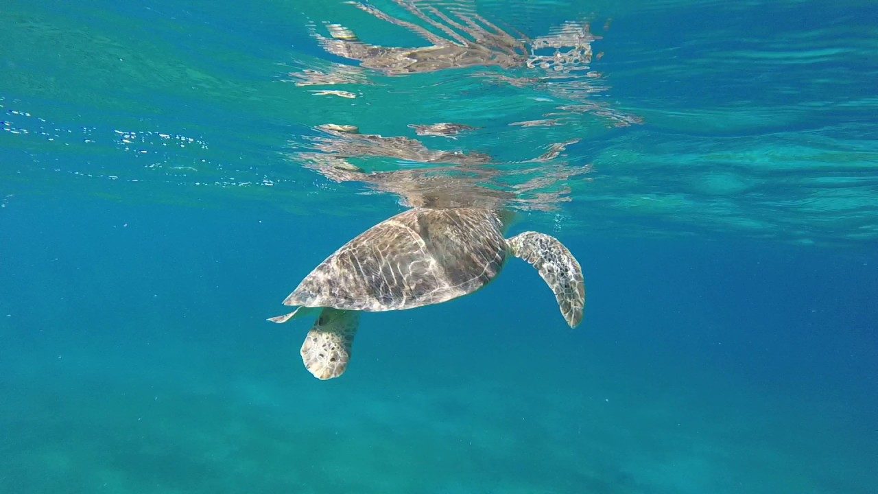 Turtle Cove