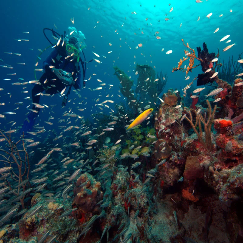 Coki Point Reef