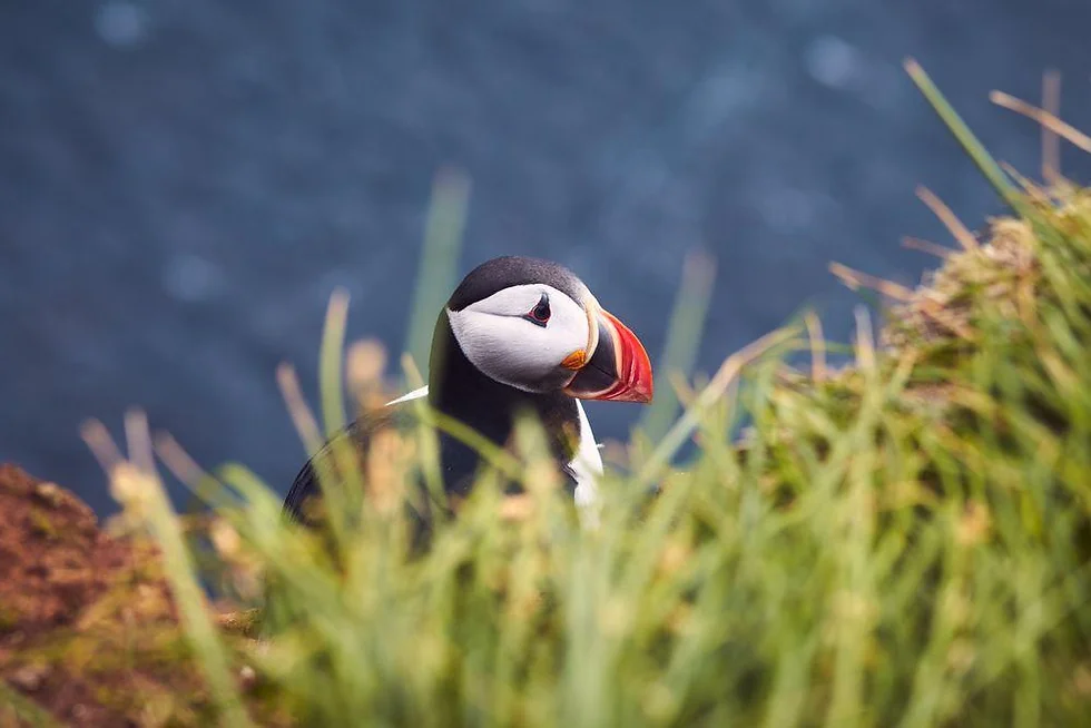 Bleiksøya Puffin Safari
