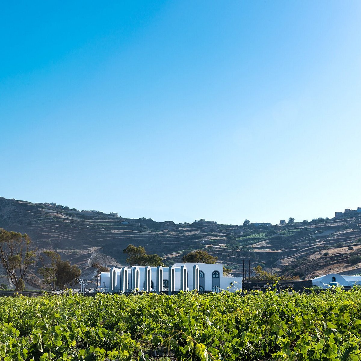 Estate Argyros Vineyard Edge