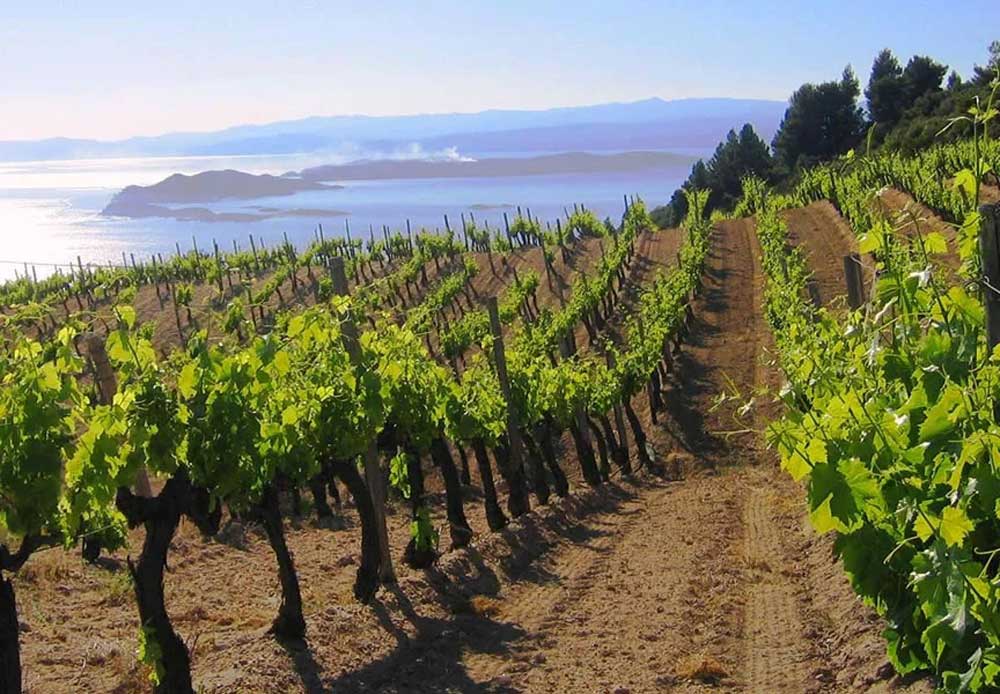 Vines and Volcano Backdrop