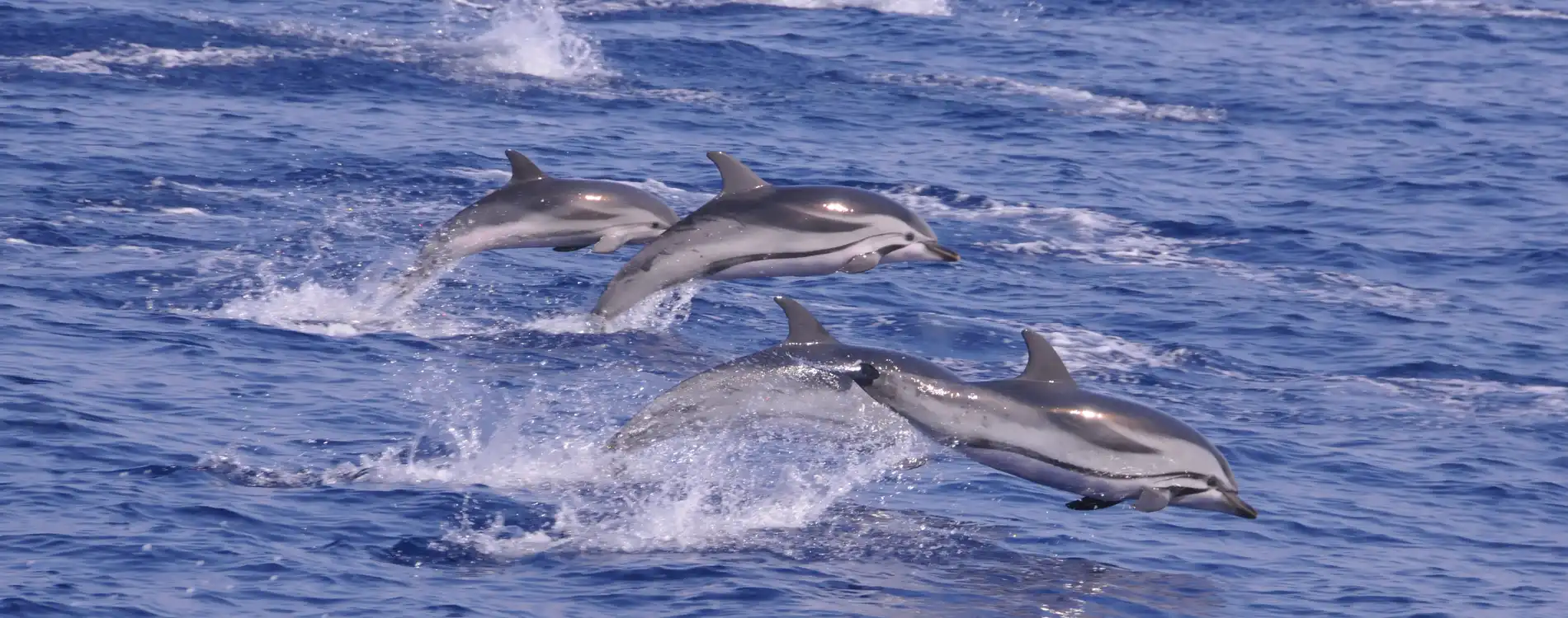 Cetacean Spotting