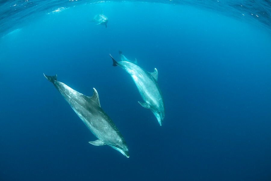Pelagos Sanctuary
