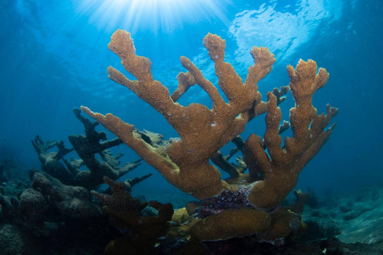 Tres Palmas Marine Reserve