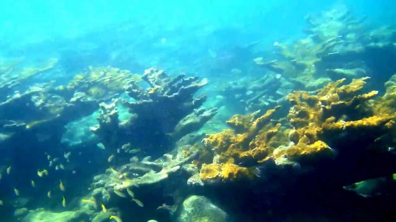Steps Beach Reef