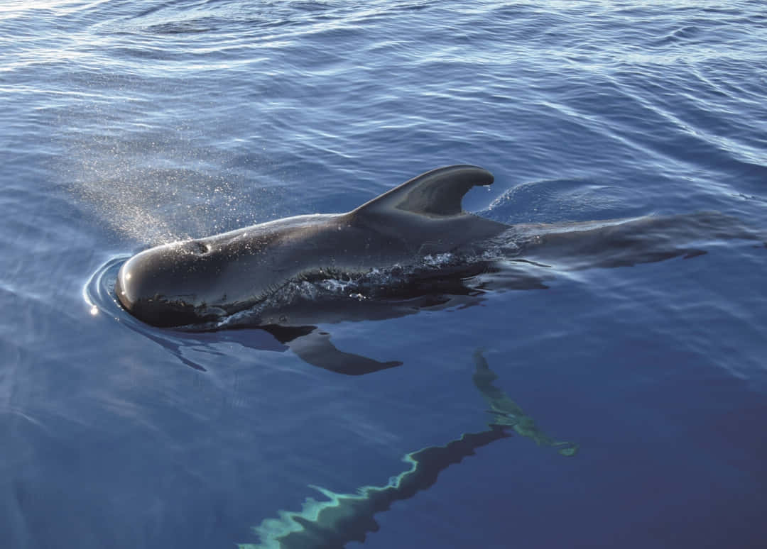Costa Adeje Dolphin Boat Trip