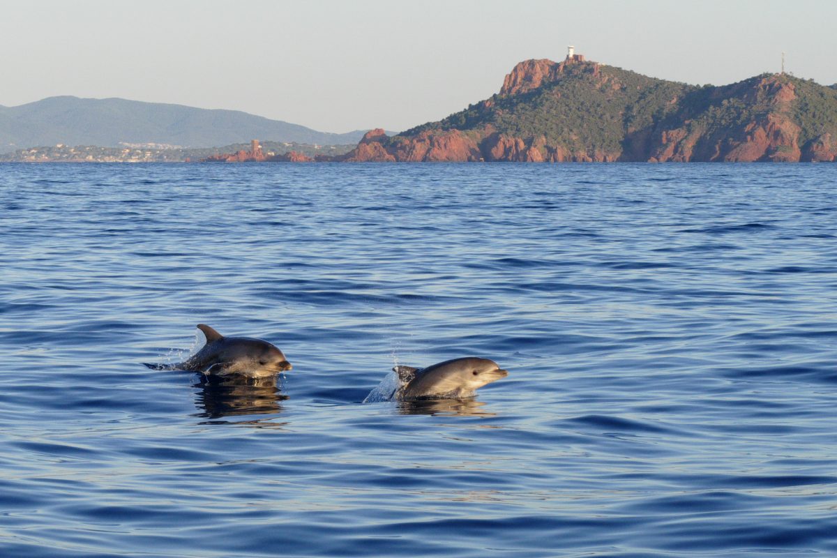 Sailing and Pelagos Sanctuary