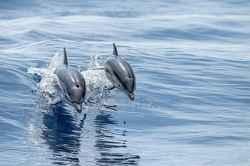 Cetacean Sighting Search