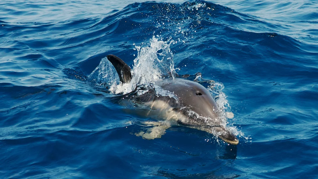 Pelagos Sanctuary