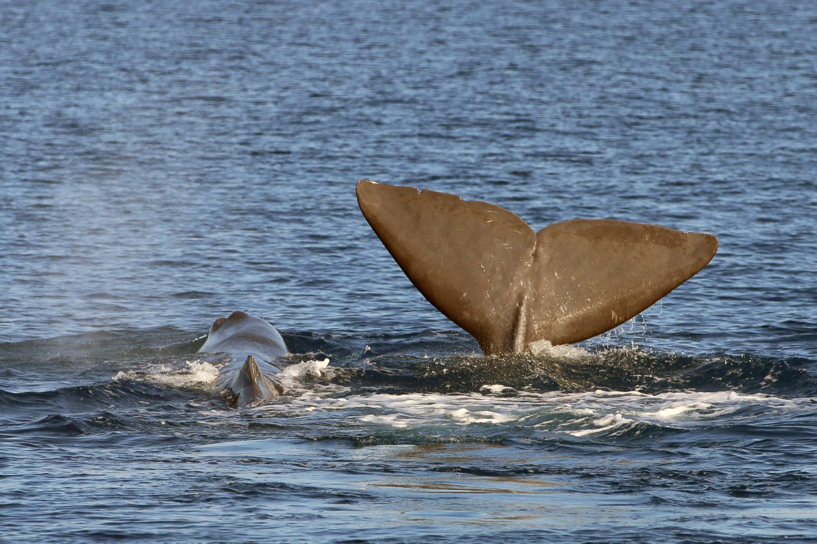 Pelagos Sanctuary Open Sea