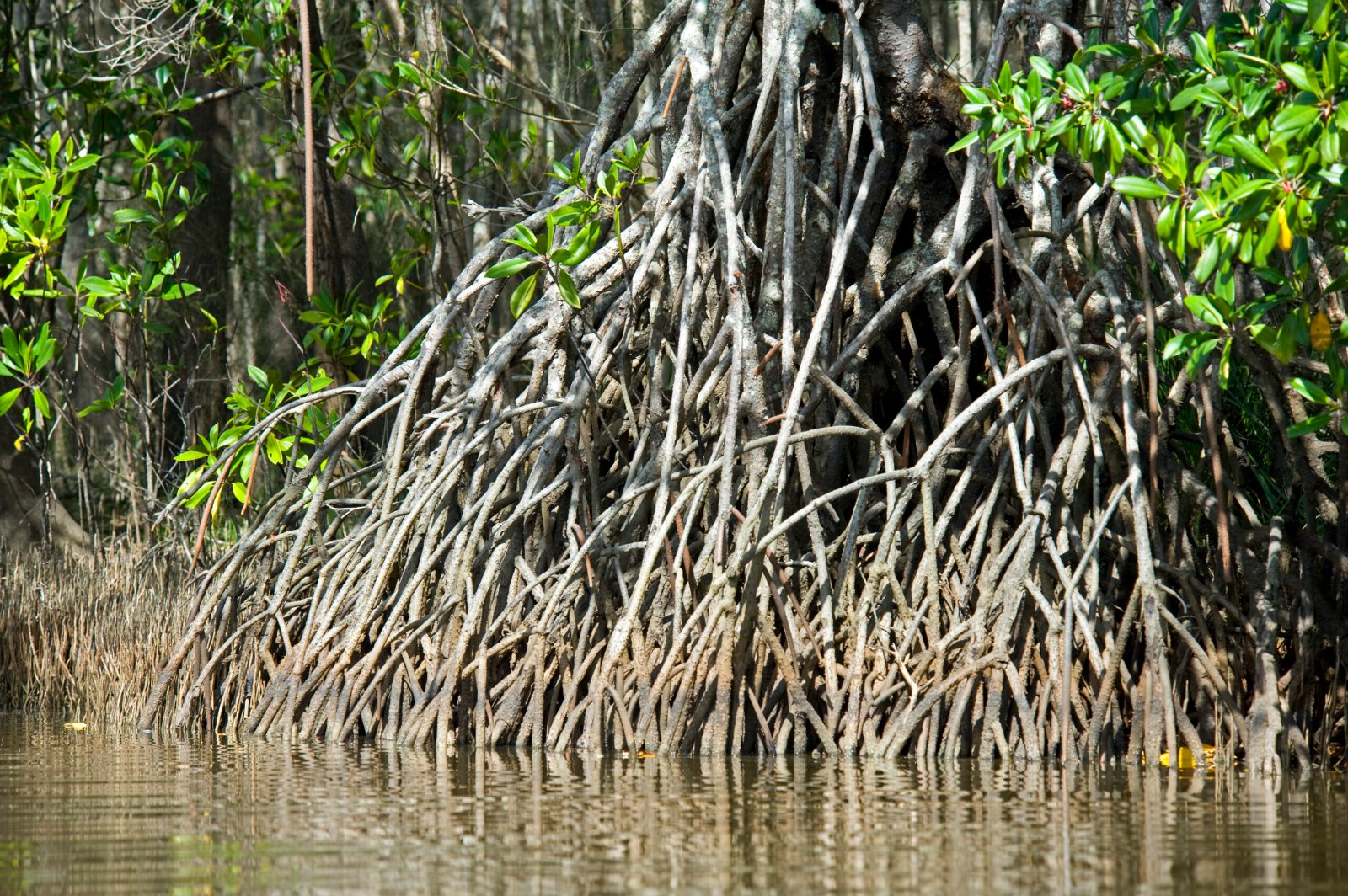 Upper Noosa River Mangrove Tunnels