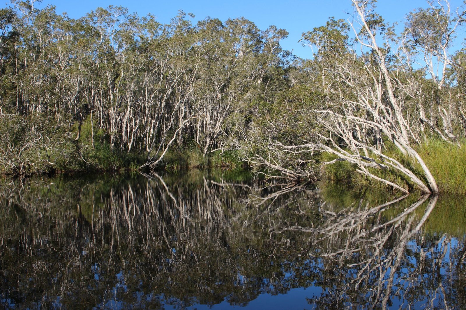 River of Mirrors