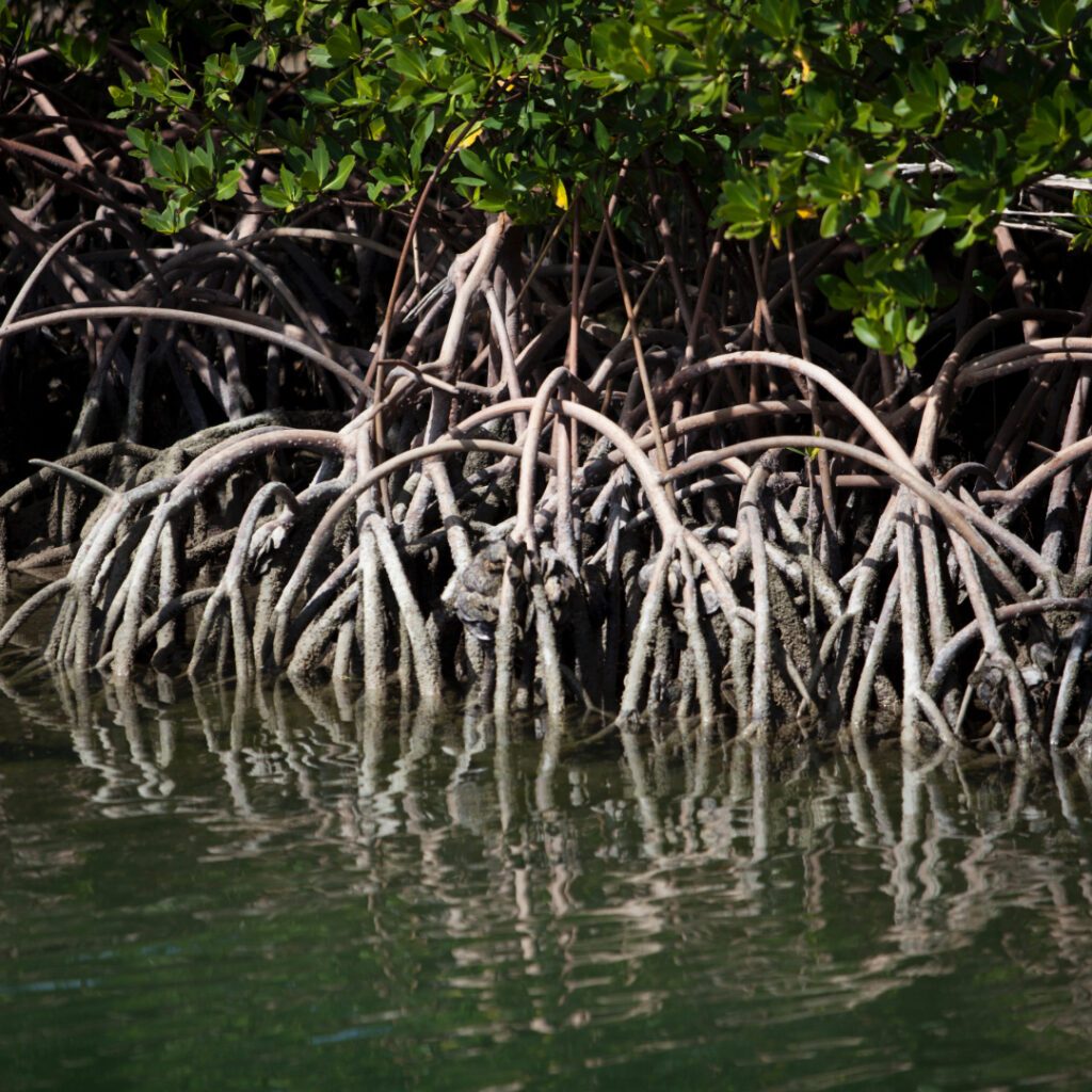 Mangrove Shoreline