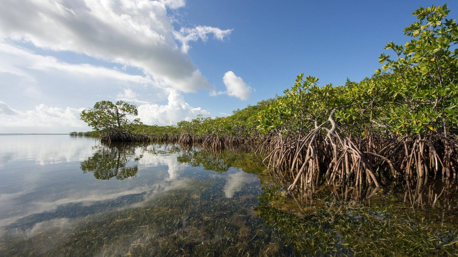 Biscayne Bay Mangroves