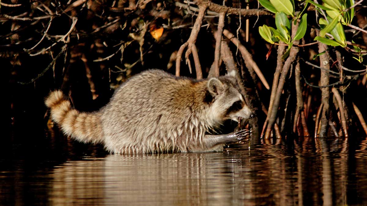 Raccoon Island Miami Boat Tour