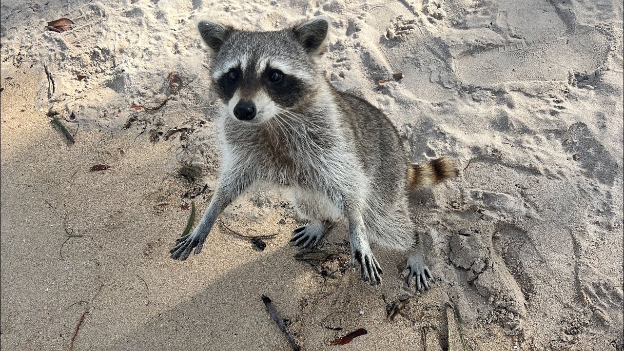 Wildlife Observation Path