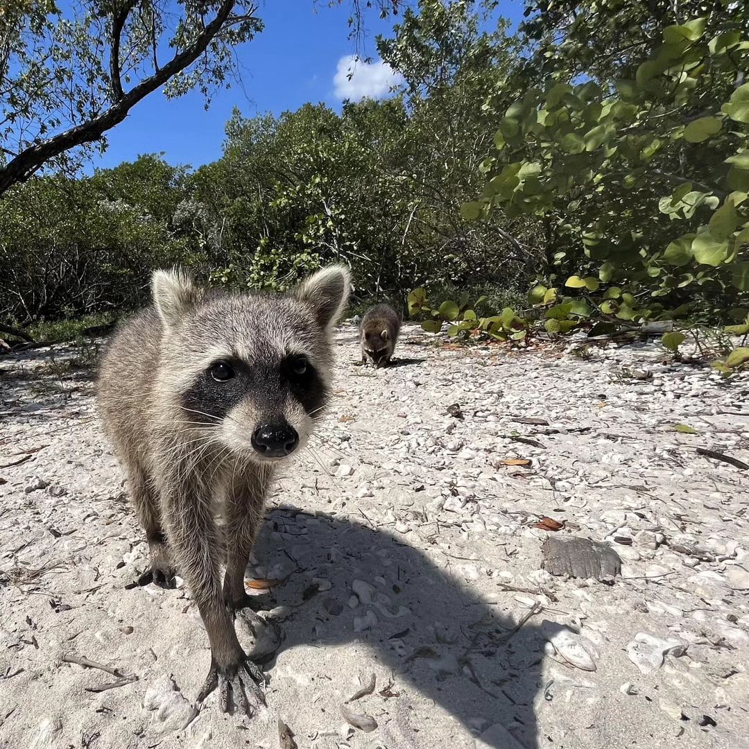 Raccoon Colony Beach