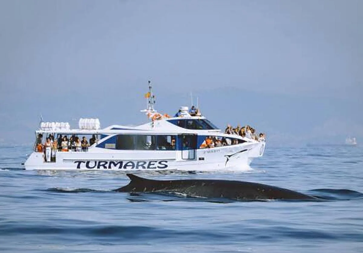 The Dolphin Tarifa Hybrid Boat