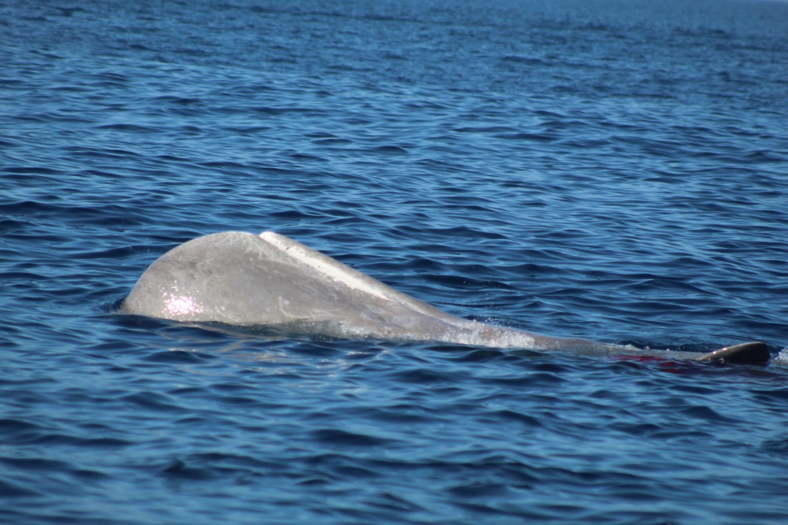 Deep Water Cetacean Search