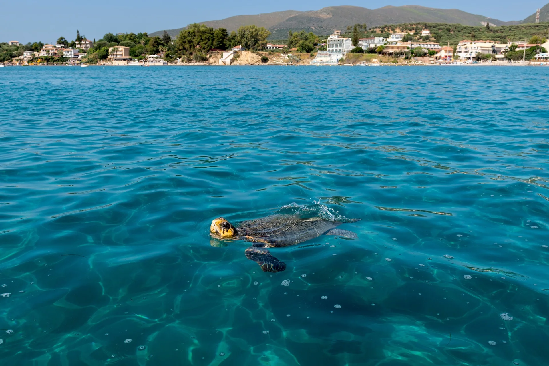 Caretta-Caretta Habitats