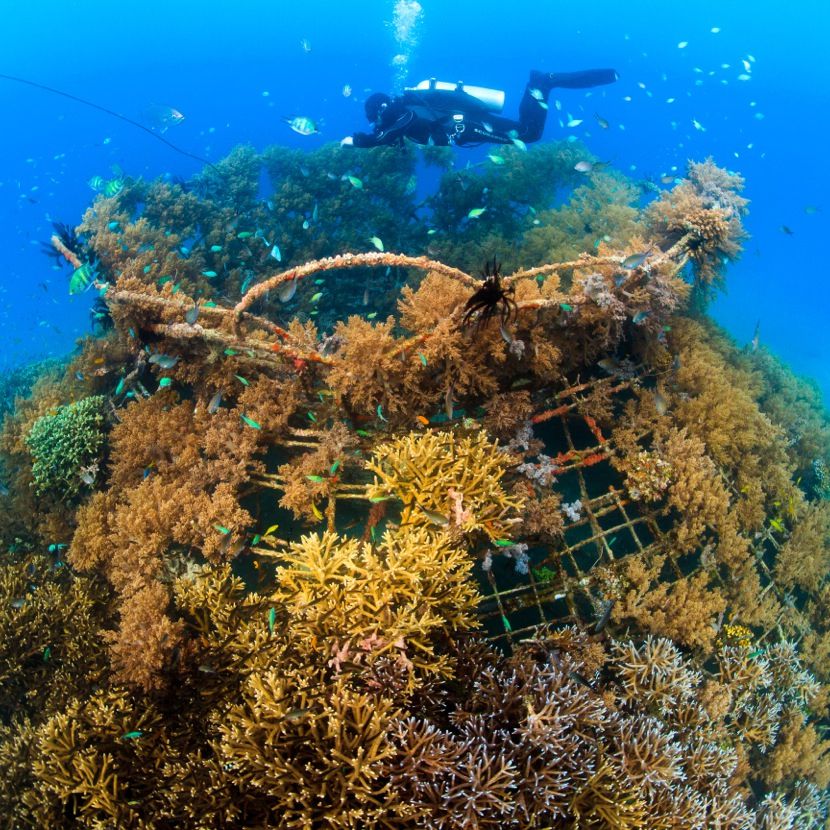 Diving in Pemuteran Bali