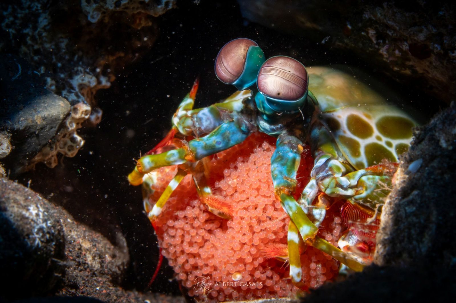 Amed Reef